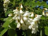 Белая акация (Robinia pseudacacia L.) Белая акация (Robinia pseudacacia L.)