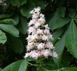 Конский каштан (Aesculus hippocastanum L.), Конский каштан (Aesculus hippocastanum L.),