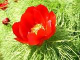 Пион узколистный (Paeoia tenuifolia L.) Пион узколистный (Paeoia tenuifolia L.)